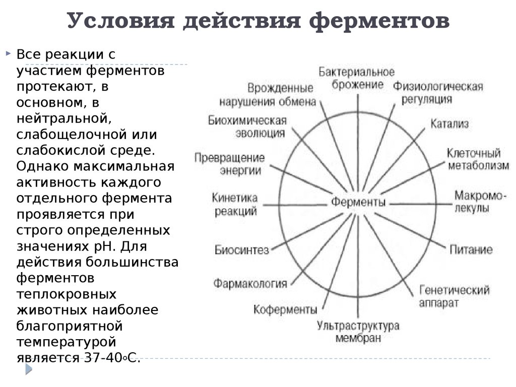 Ферменты и их роль в организме человека проект