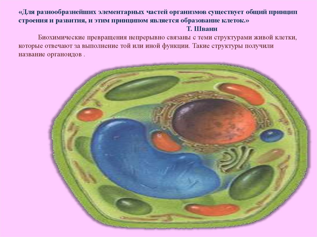 Определи название клеточного органоида представленного на рисунке