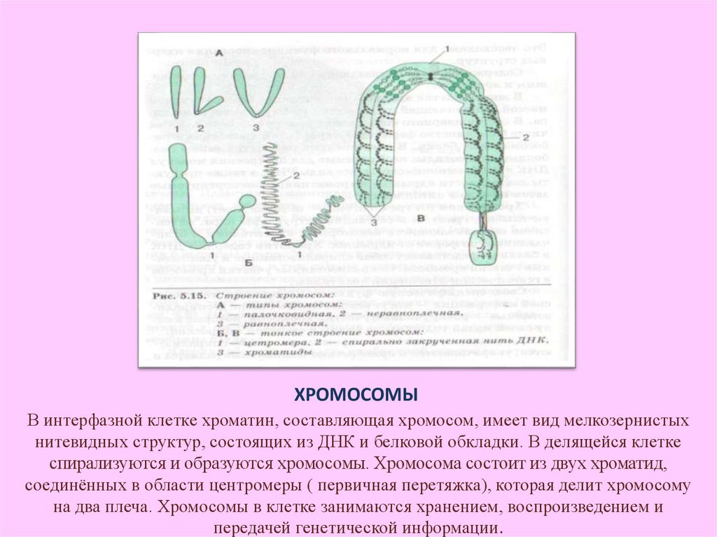 Генетическая карта показывает число и форму хромосом в клетке верно или нет