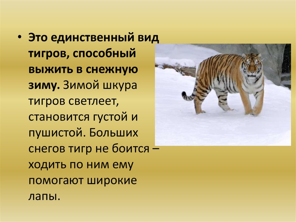 Виды годов тигра. Покров тела Амурского тигра. Меры Амурский тигр. Рассказ про Амурского тигра. Амурский тигр инфа.