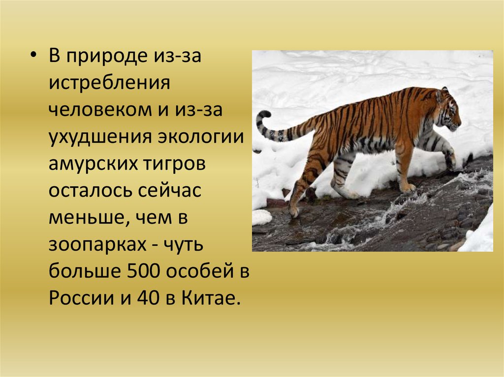 Объяснить тигр. Амурский тигр презентация. Презентация про тигров. Тигр для презентации. Презентация про тигра для детей дошкольников.