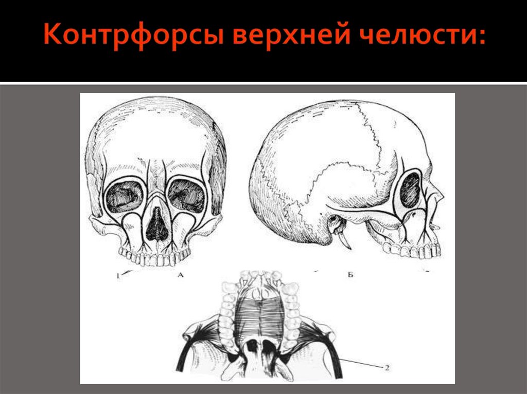 Схема контрфорсов анатомия