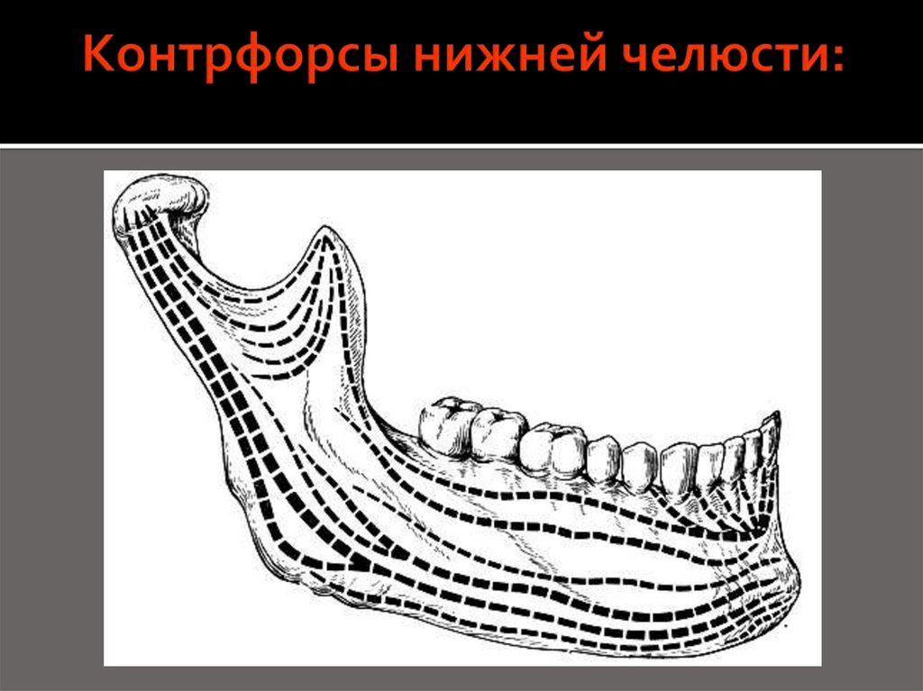 Схема контрфорсов анатомия