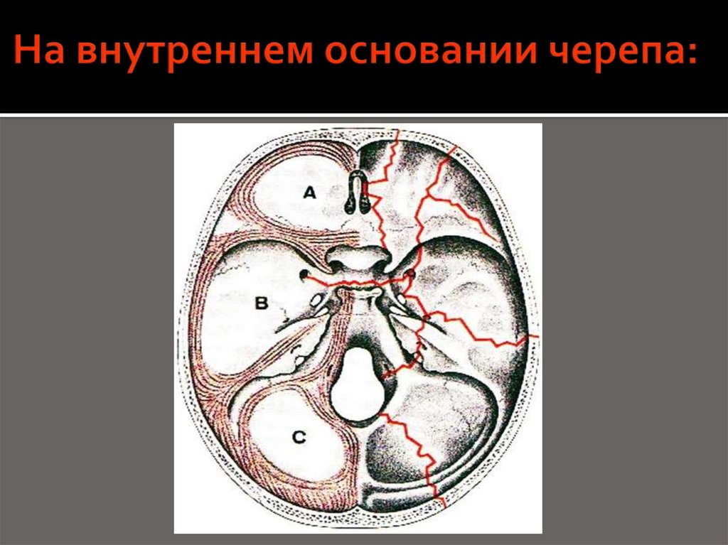 На внутреннем основании черепа: