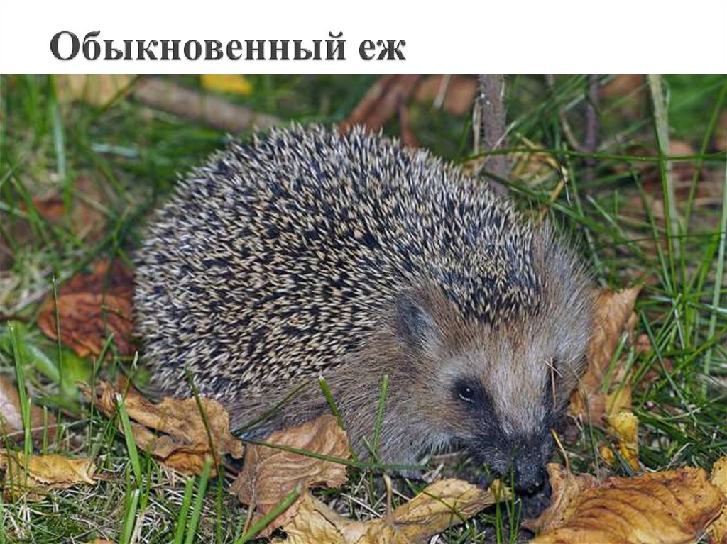 Обыкновенный еж