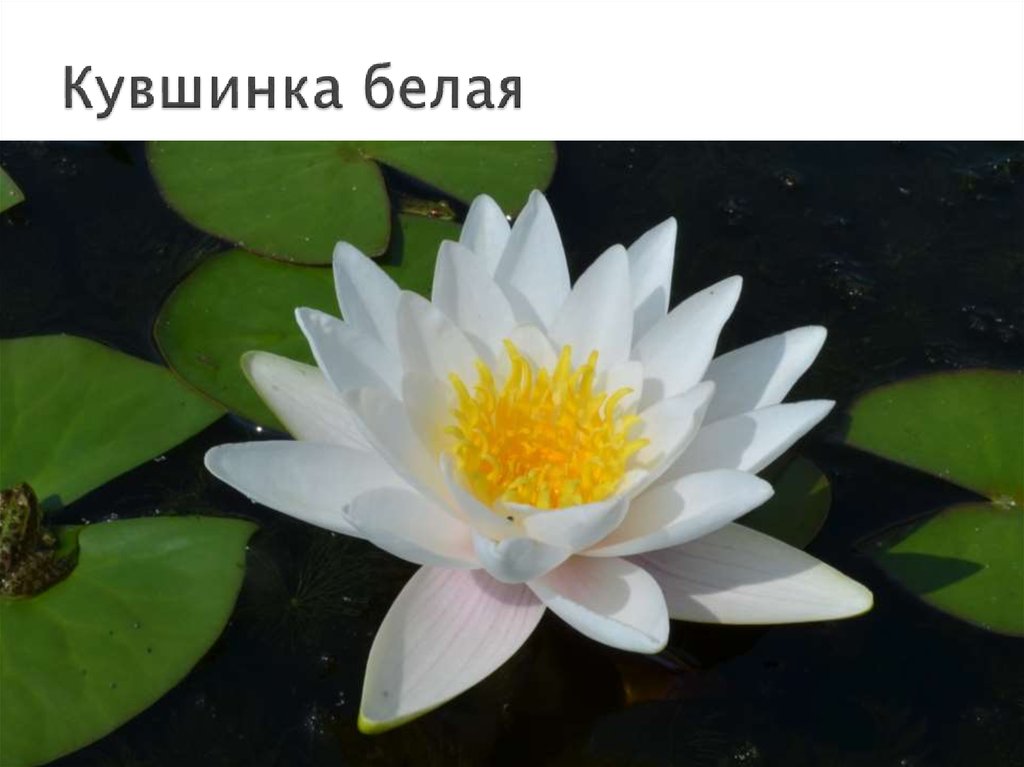 Кувшинка белая