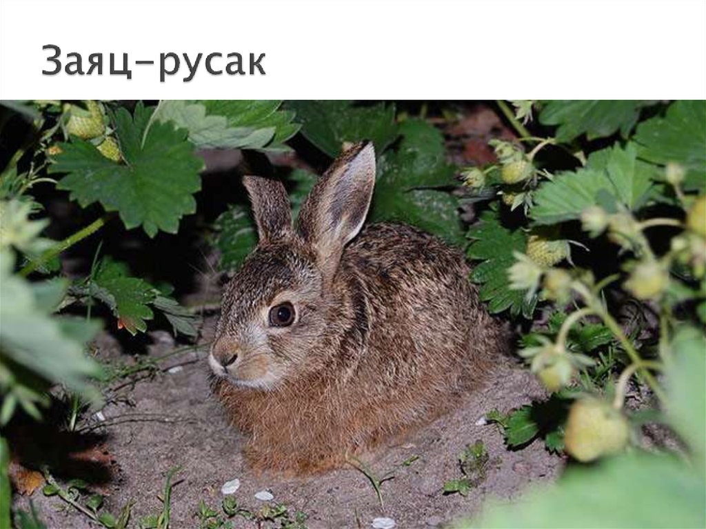 Заяц-русак