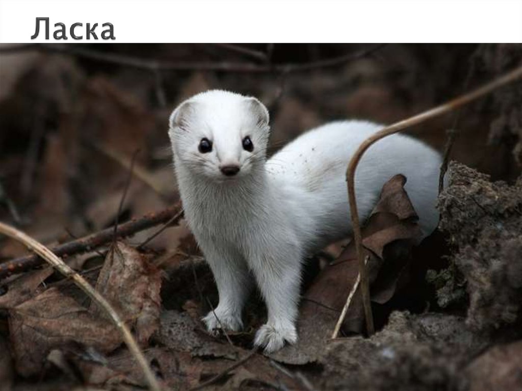 Ласка