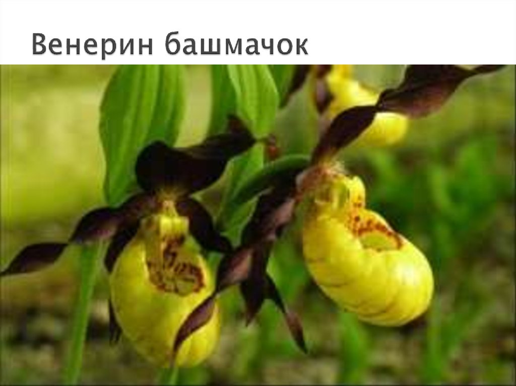 Венерин башмачок