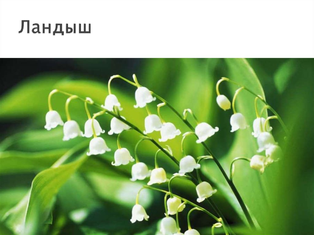 Ландыш