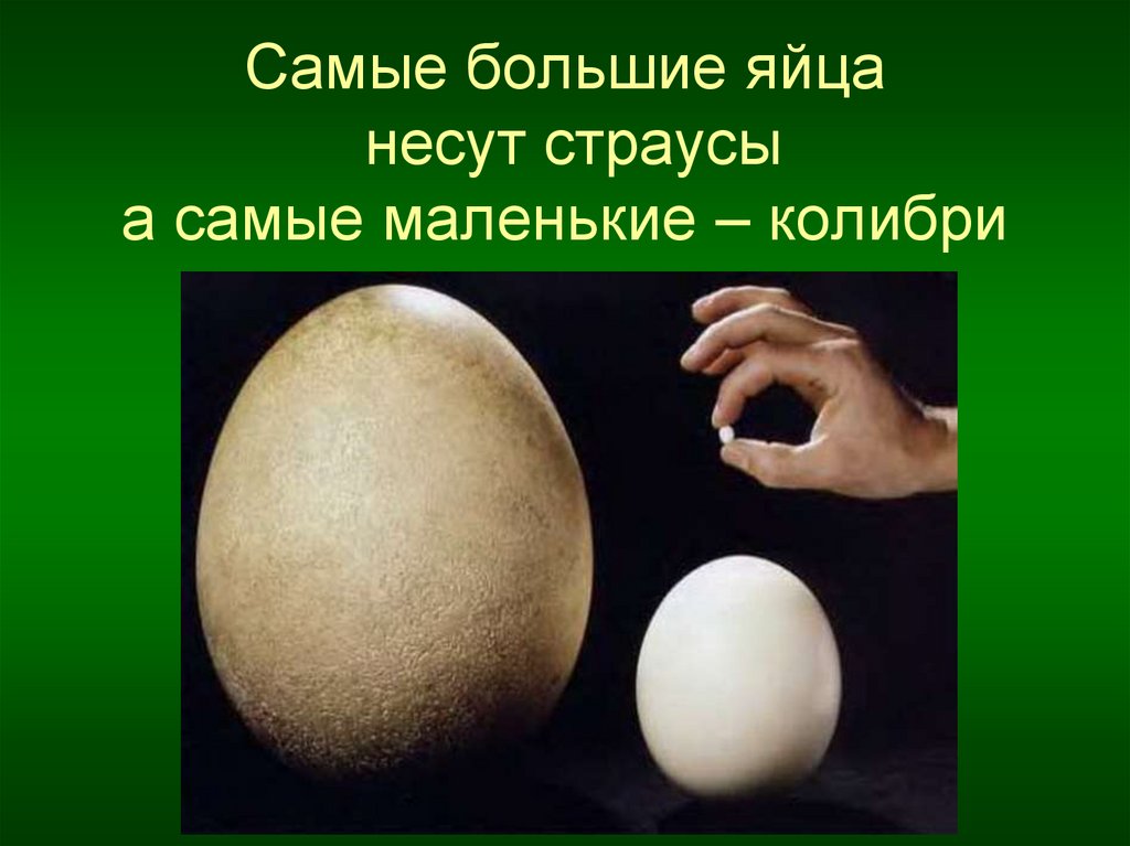 Самое сильное яйцо
