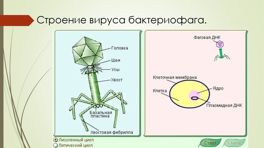 Укажите какой цифрой на изображении отмечен бактериофаг