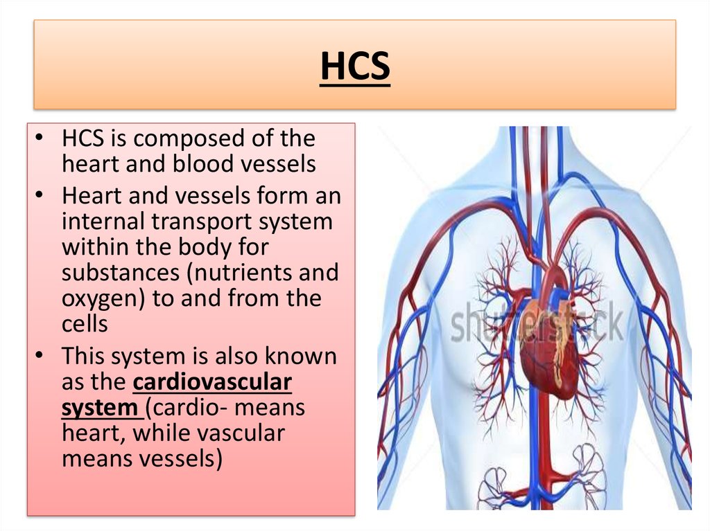 Heart and blood vessels - презентация онлайн