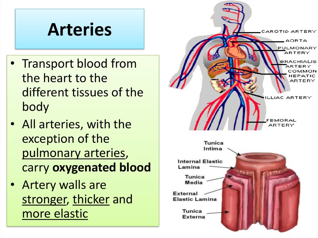 Heart and blood vessels - online presentation