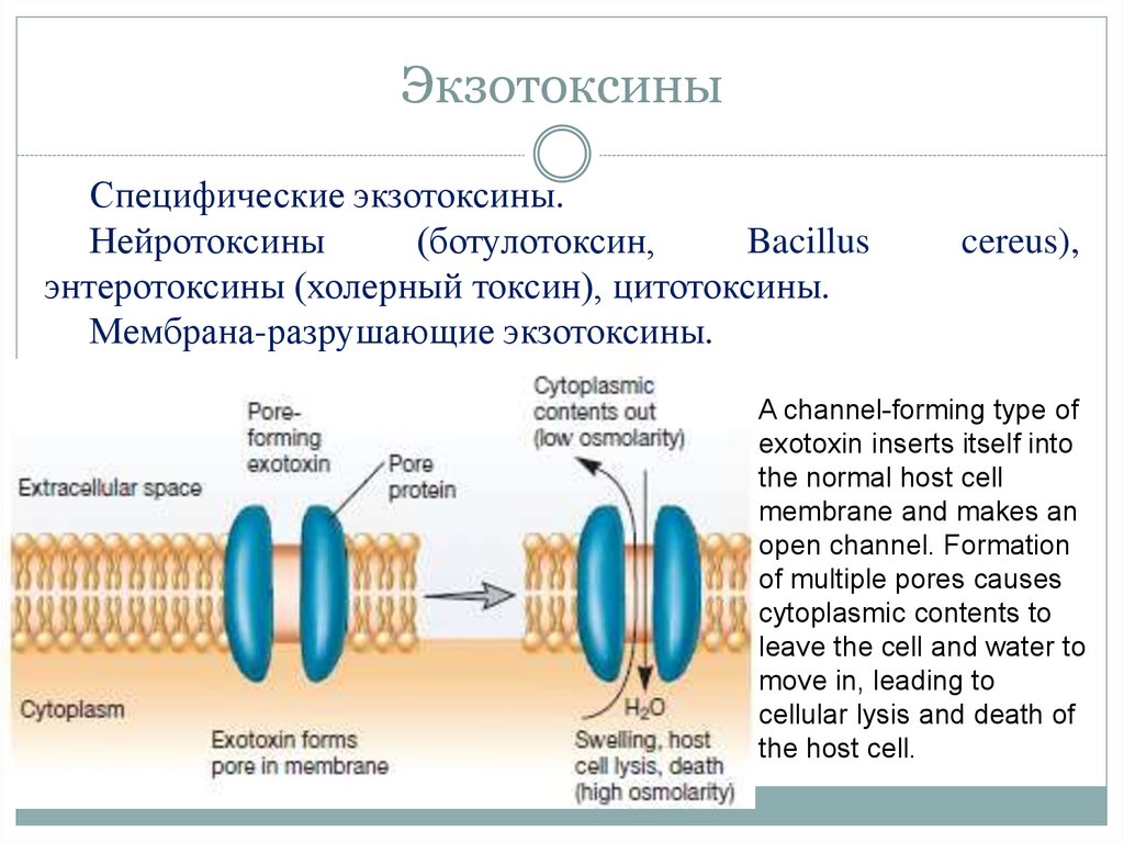 Экзотоксины и эндотоксины. Экзотоксины. Экзотоксины бактерий. Экзотоксины микроорганизмов это. Экзотоксины микробиология.
