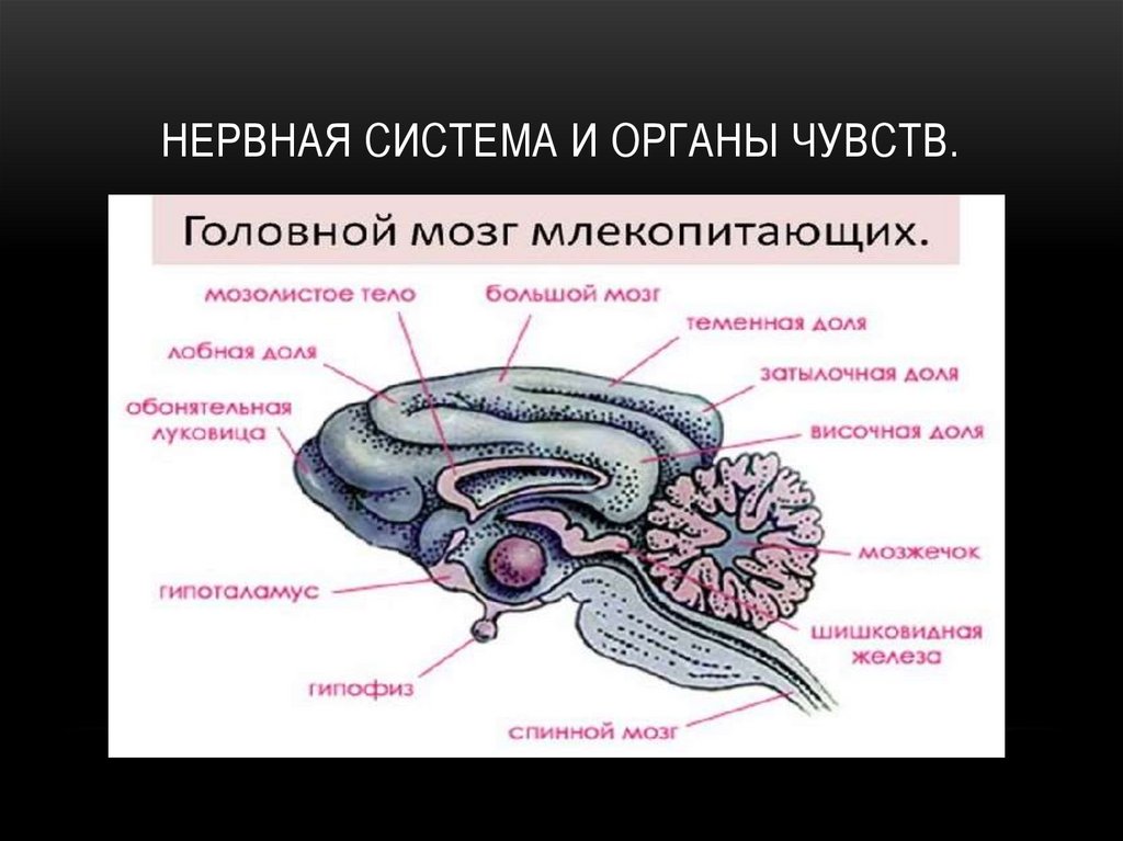 Как называется отдел головного мозга млекопитающих. Нервная система и органы чувств млекопитающих. Отделы головного мозга собаки. Головной мозг органы чувств.