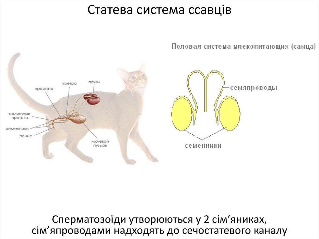 У кота дергается нога