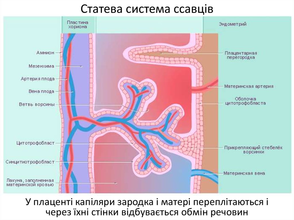 Матка сосуды плода плацента сосуды матери амнион рисунок