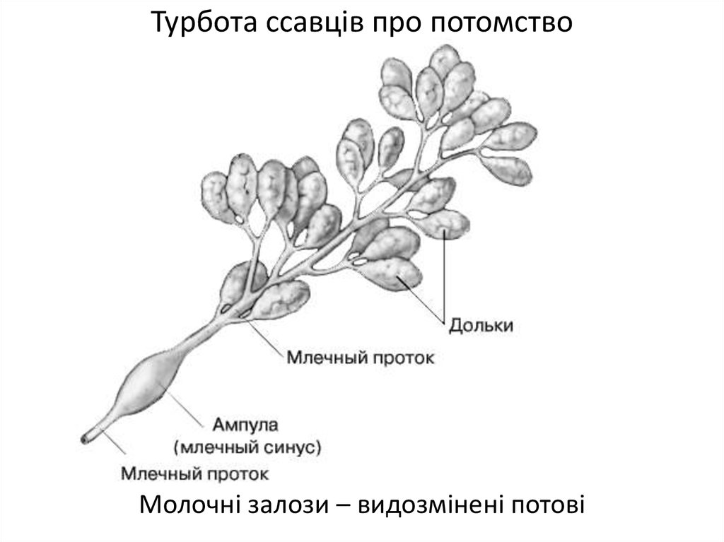 Млечные железы. Молочная железа млекопитающих. Млечные железы млекопитающих строение. Млечный проток. Строение млечных желез у млекопитающих.