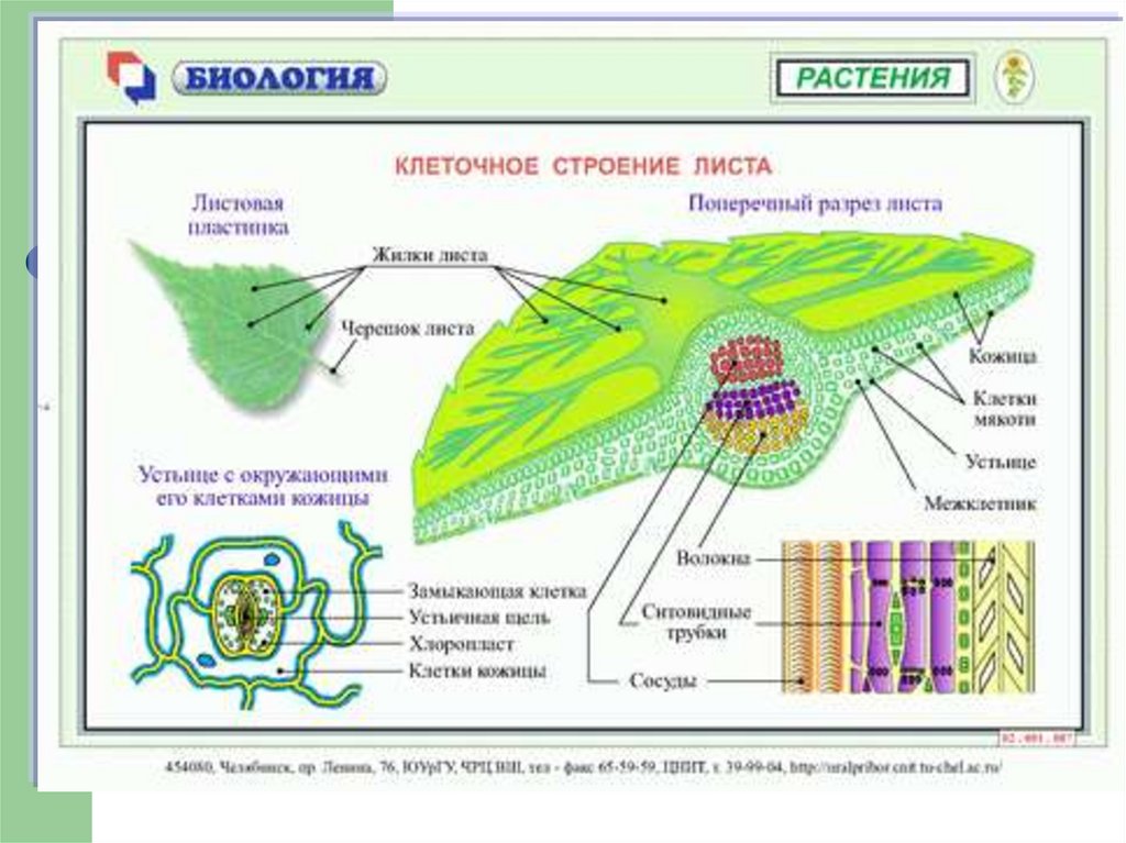 Анатомия растений презентация