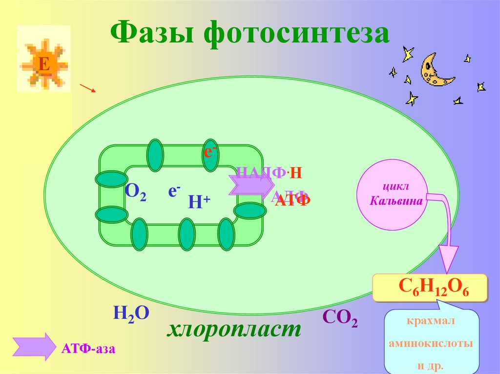 Цикл Кальвина в фотосинтезе. Ребус фотосинтез. Уравнение процесса фотосинтеза.