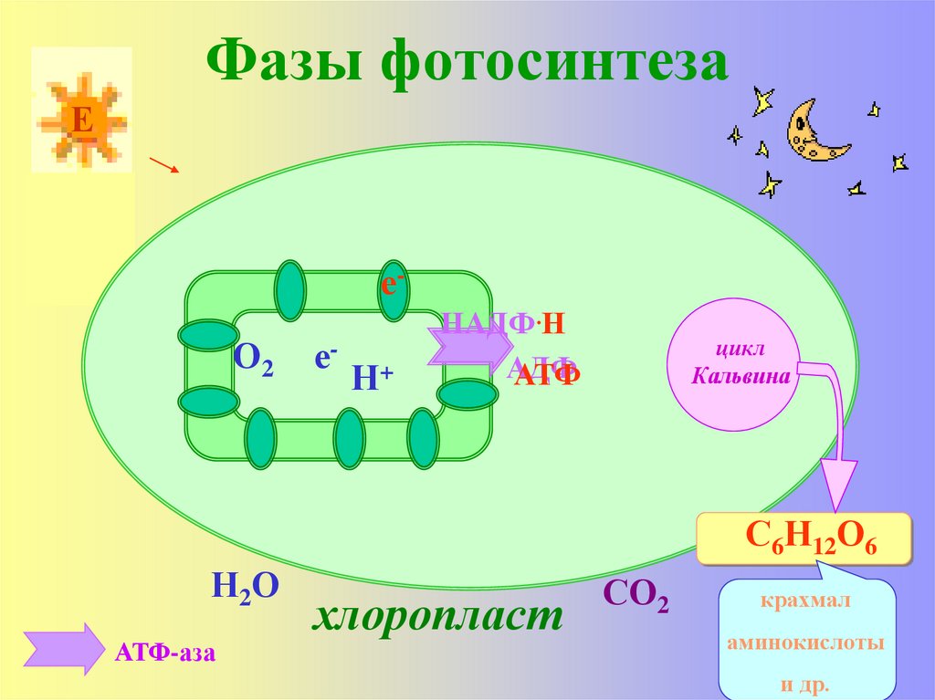 Цикл Кальвина в фотосинтезе. Ребус фотосинтез. Уравнение процесса фотосинтеза. Фотолиз воды в хлоропласте происходит в