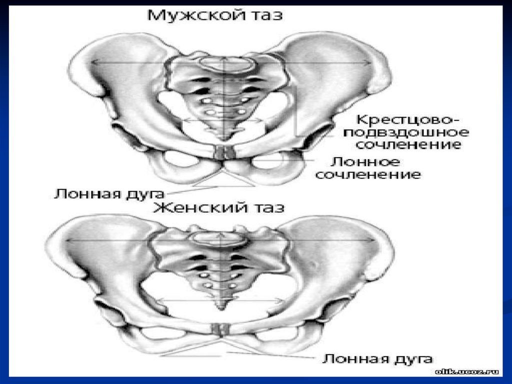 Тар жамбас презентация