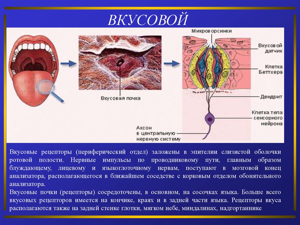 Какой вкус воспринимают рецепторы на кончике языка. Рецепторы вкуса. Вкусовые рецепторы на языке. Рецепторы языка человека. Вкусовые рецепторы расположены.