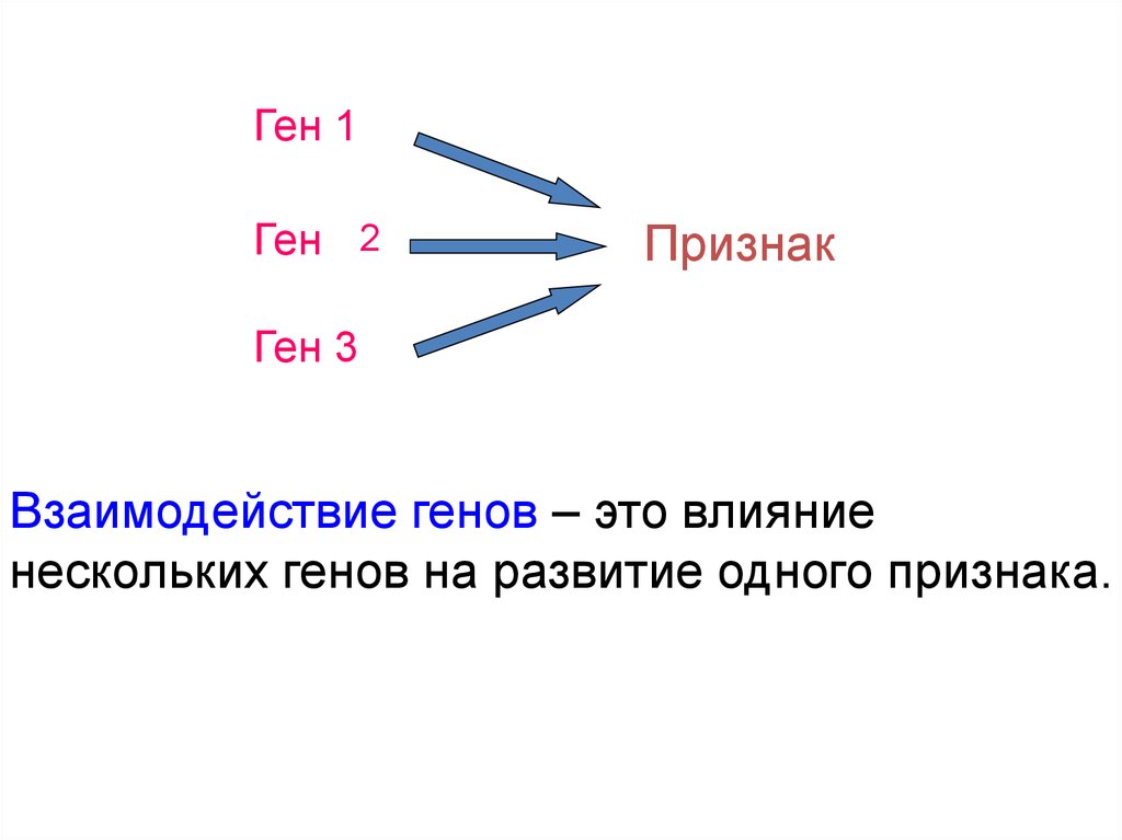 Взаимодействие и множественное действие генов генотип