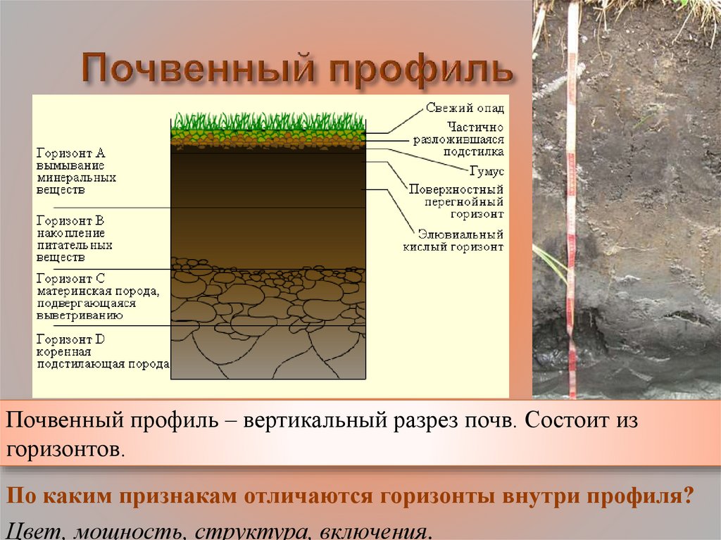 Какова общая схема описания почвенного профиля