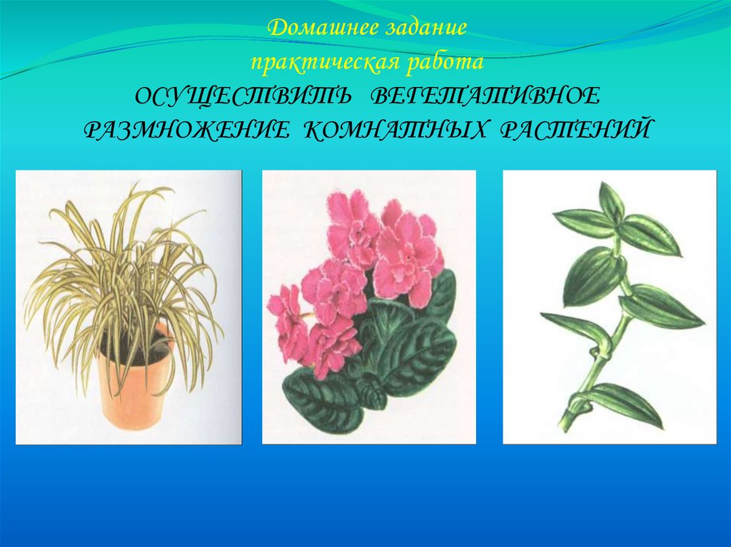 Вегетативное размножение комнатного растения 6 класс