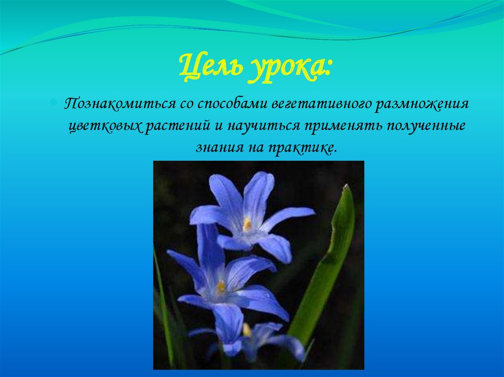 Потомство растений. Воспроизведение у растений это. Растения способны производить. Немногочисленное потомства растения.