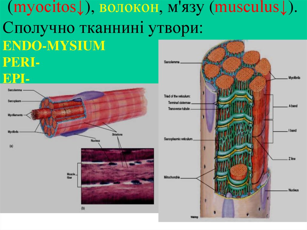 Будова м’язових клітин (myocitos↓), волокон, м'язу (musculus↓). Сполучно тканнині утвори: ENDO-MYSIUM PERI- EPI-