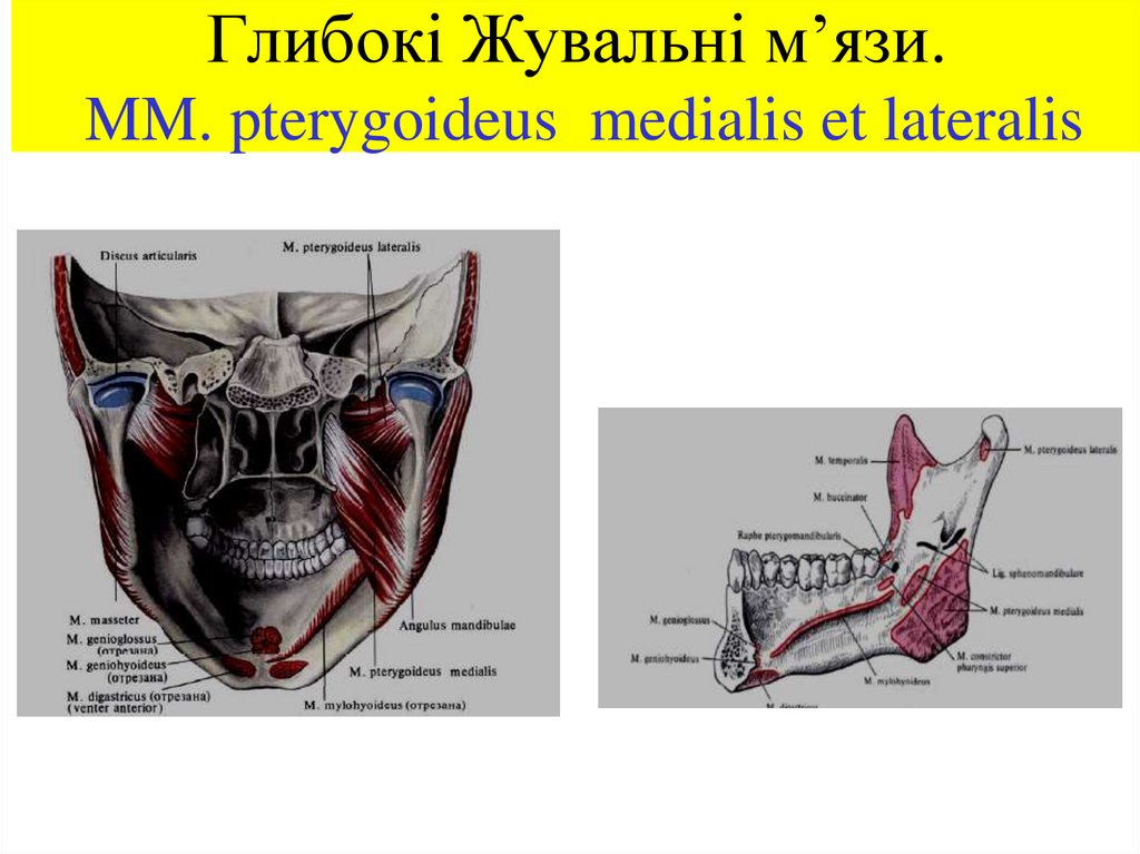 Глибокі Жувальні м’язи. MM. pterygoideus medialis et lateralis