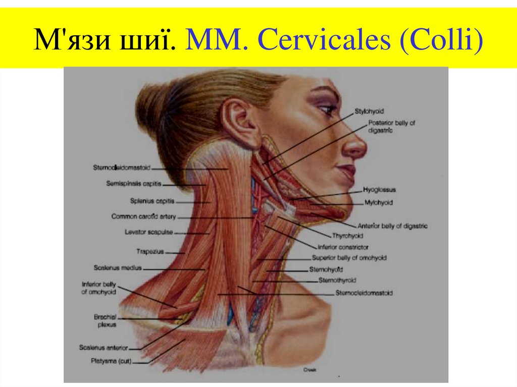 М'язи шиї. MM. Cervicales (Colli)