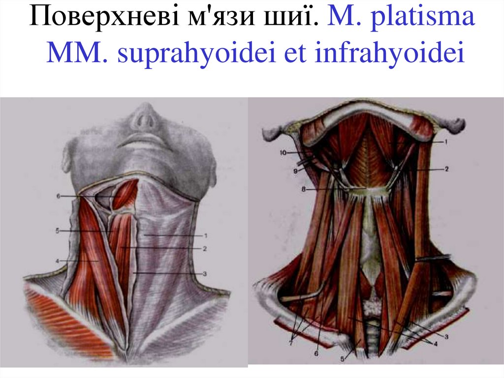 Поверхневі м'язи шиї. M. platisma MM. suprahyoidei et infrahyoidei