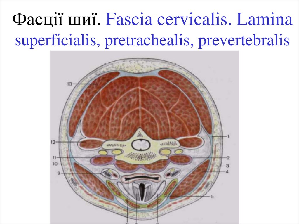 Фасції шиї. Fascia cervicalis. Lamina superficialis, pretrachealis, prevertebralis