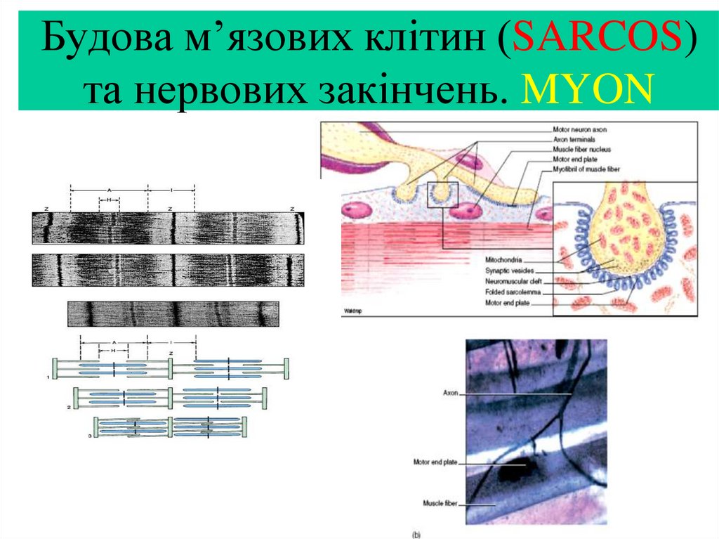 Будова м’язових клітин (SARCOS) та нервових закінчень. MYON