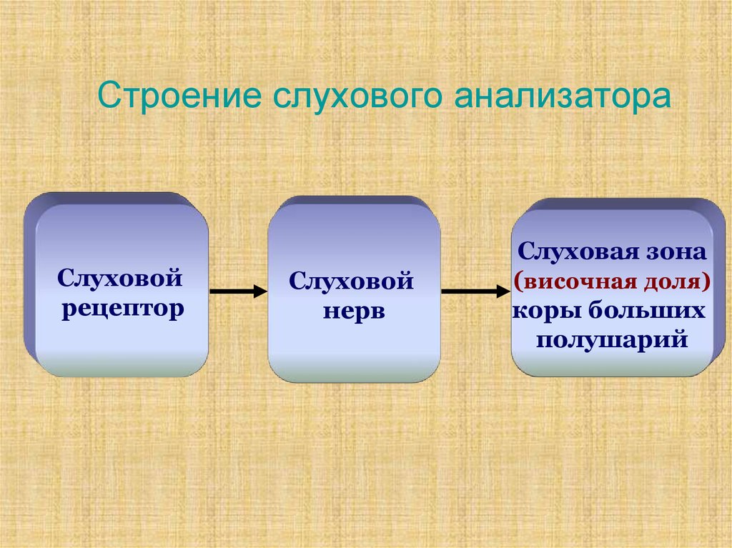 Слуховой анализатор презентация пименов