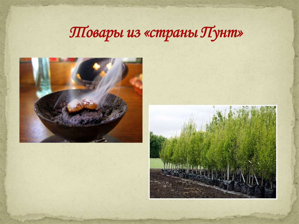 Товары из «страны Пунт»