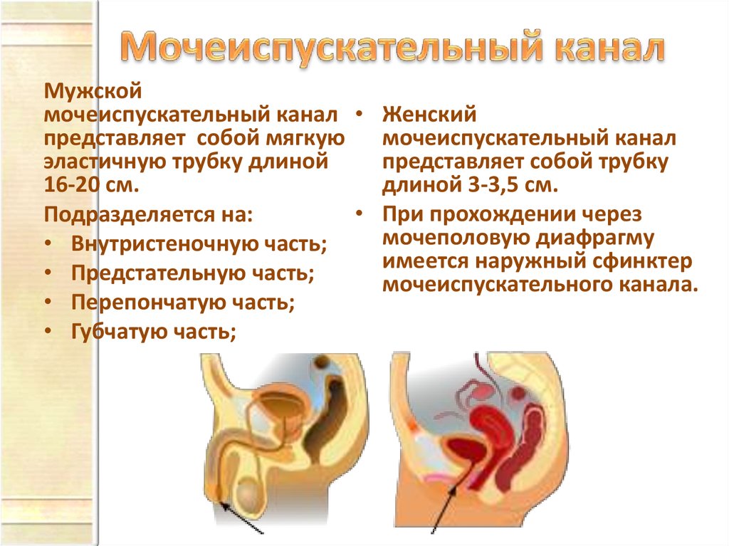 Мочеиспускательный канал у женщин