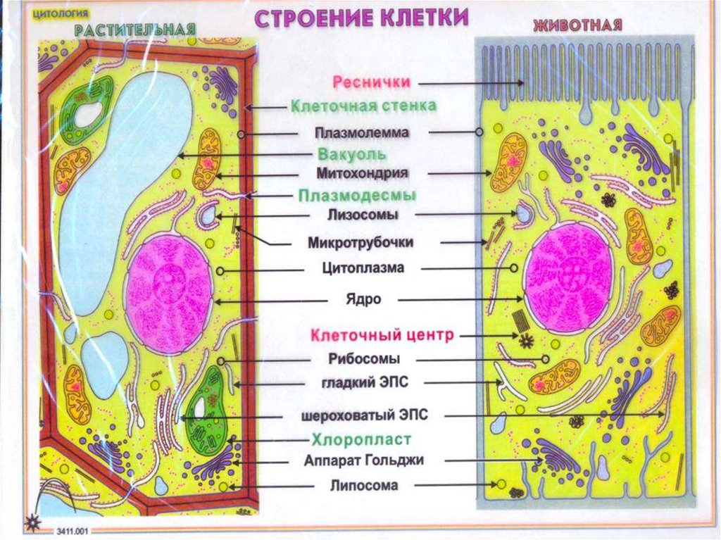 Строение клетки презентация 10 класс профильный уровень