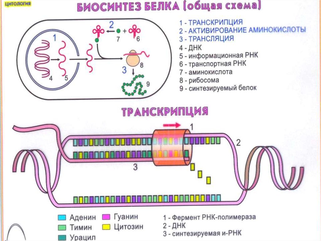 Этапы биосинтеза белка схема