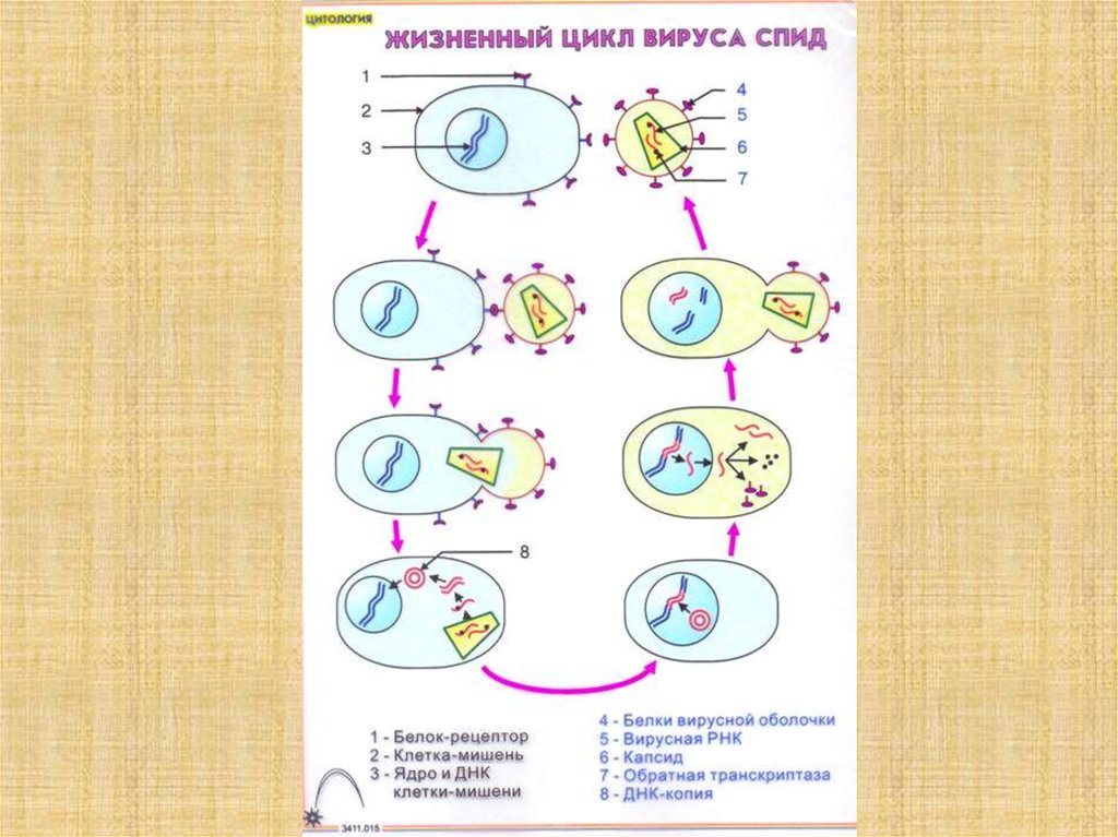 Как происходит размножение вирусов вызывающих спид. Жизненный цикл вируса схема. Жизненный цикл вируса биология. Цикл развития вируса биология. Фазы жизненного цикла вируса.