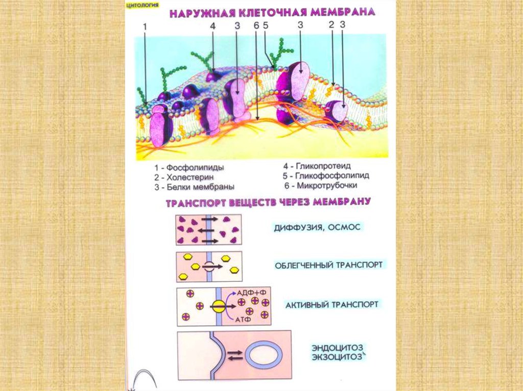 Покрывает клетку снаружи