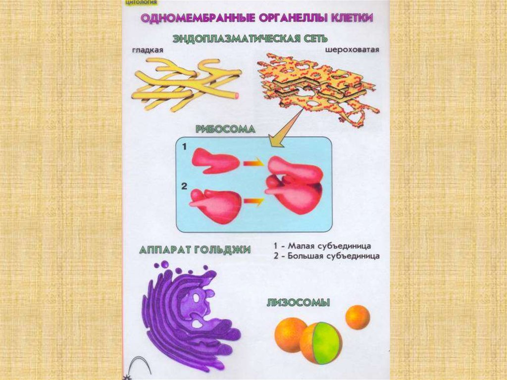 Одномембранные клетки. Одномембранные органоиды клетки. Строение органелл одномембранные. Строение одномембранные органеллы клетки. Одно месбранные органоиды клетки.