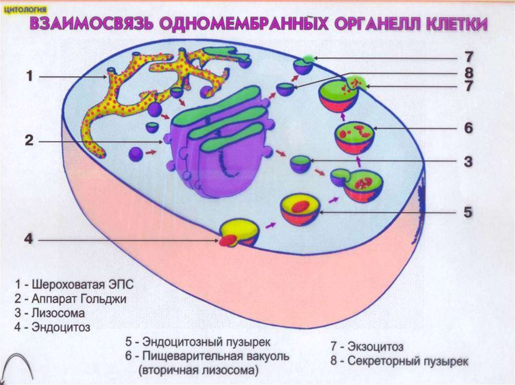 Органоиды клетки схема. Взаимосвязь одномембранных органоидов клетки рисунок. Строение одномембранных органоидов клетки. Строение органелл одномембранные. Строение одномембранные органеллы клетки.