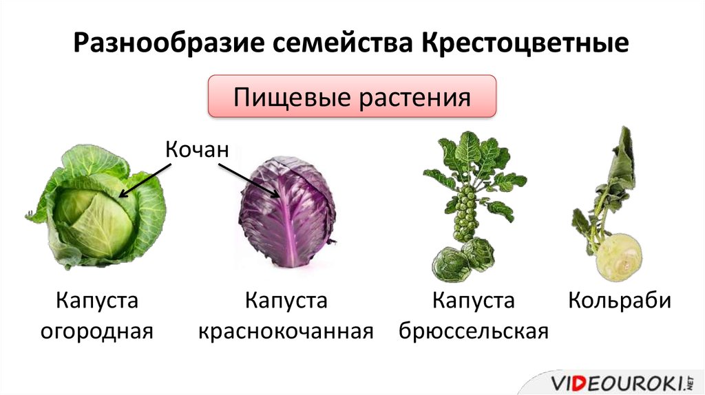 Многообразие семейств. Семейство крестоцветные капуста кольраби. Капуста растение семейства крестоцветных. Крестоцветные капустные представители. Плод крестоцветного растения капусты.