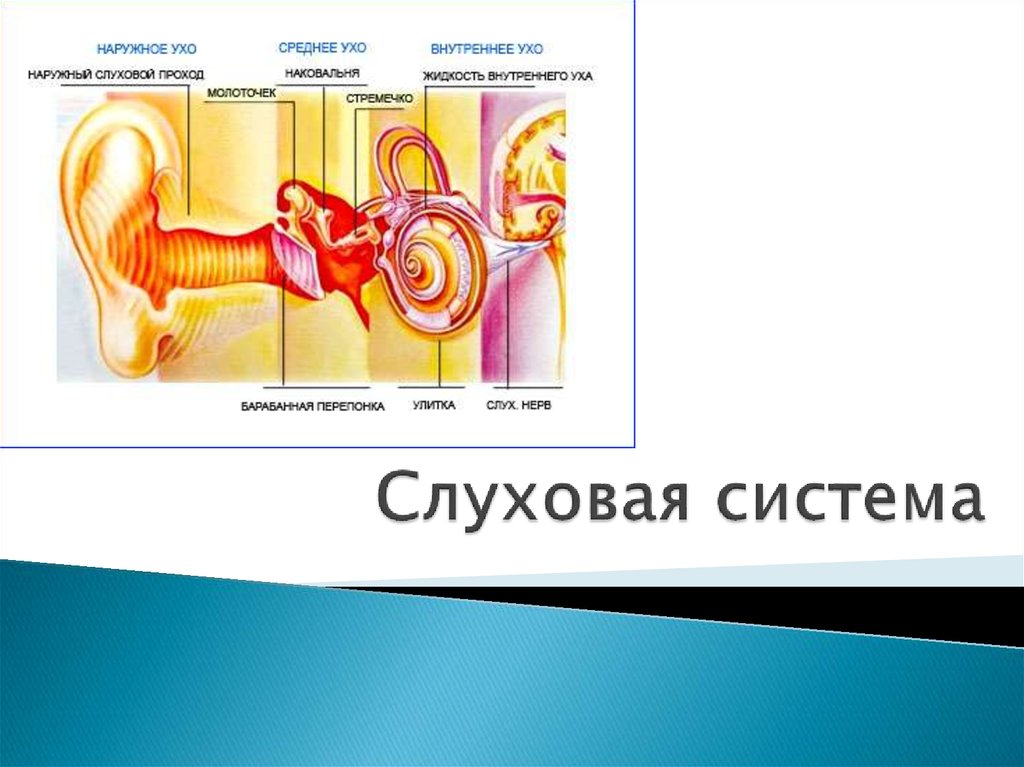 Слуховой анализатор презентация пименов