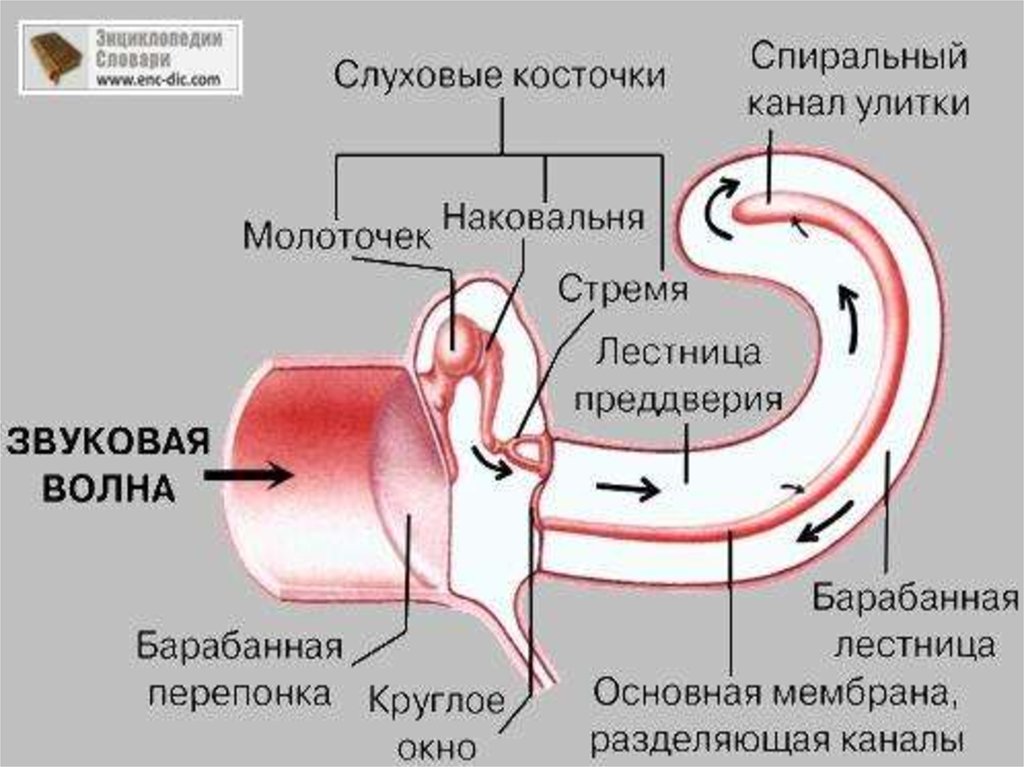Канал передачи звука. Передача звуковых колебаний к рецепторам органа слуха. Последовательность проведения звуковой волны в ухе. Схема прохождения звуковой волны через ухо. Схема проведения звуковой волны.